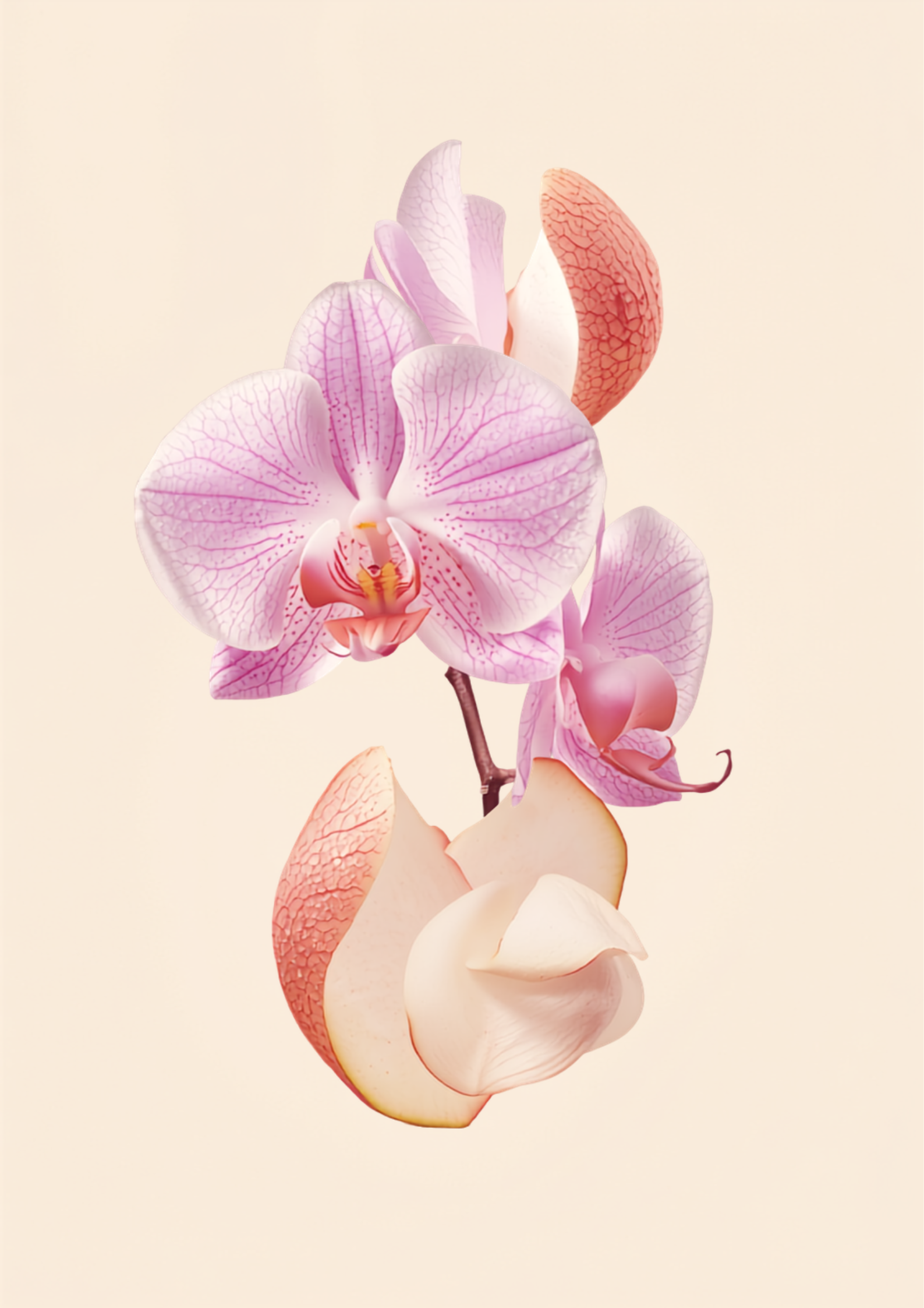 Bloom Orchid product image