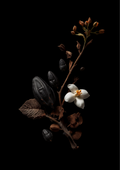 Noir Temptress product image